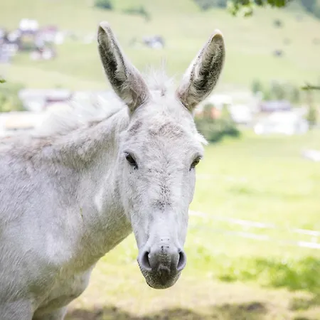 Alloggio per agriturismo Untersillerhof